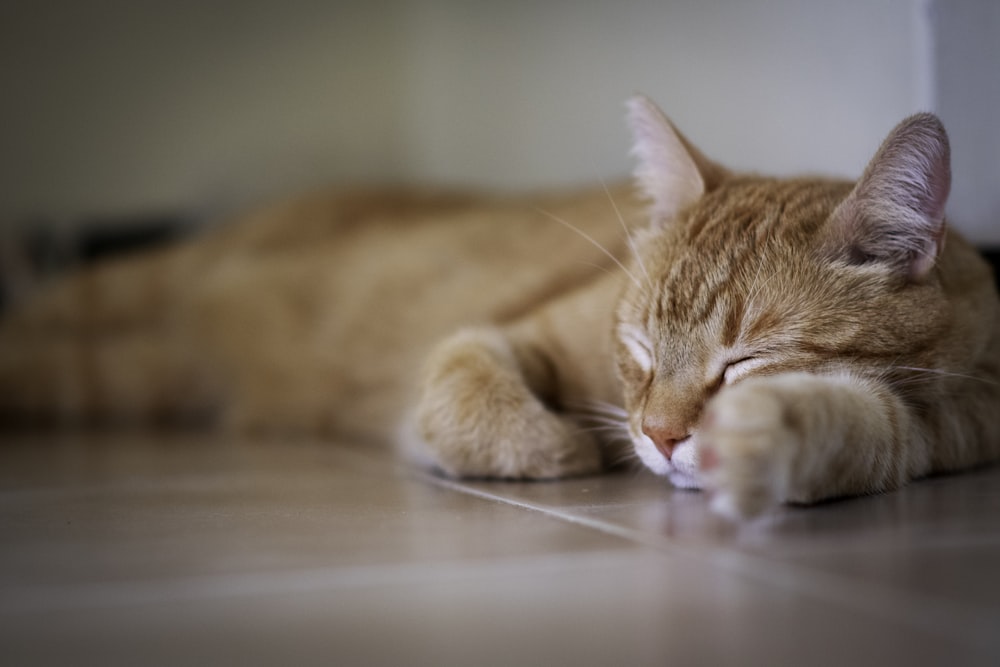 床に横たわるオレンジ色のぶち猫