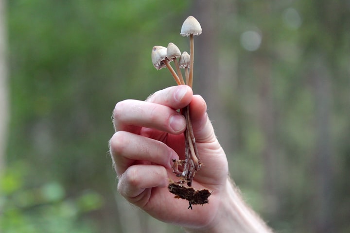 Mythical, Magic Carpet Ride - Ingesting Magic Mushrooms