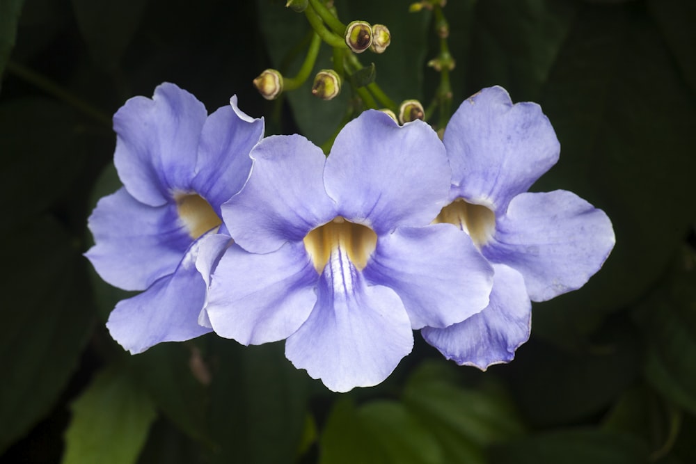 purple and white flower in macro shot