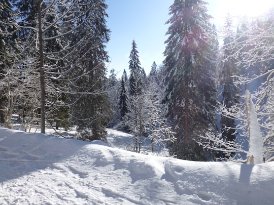 snow covered trees under blue sky during daytime in Feldberg Germany