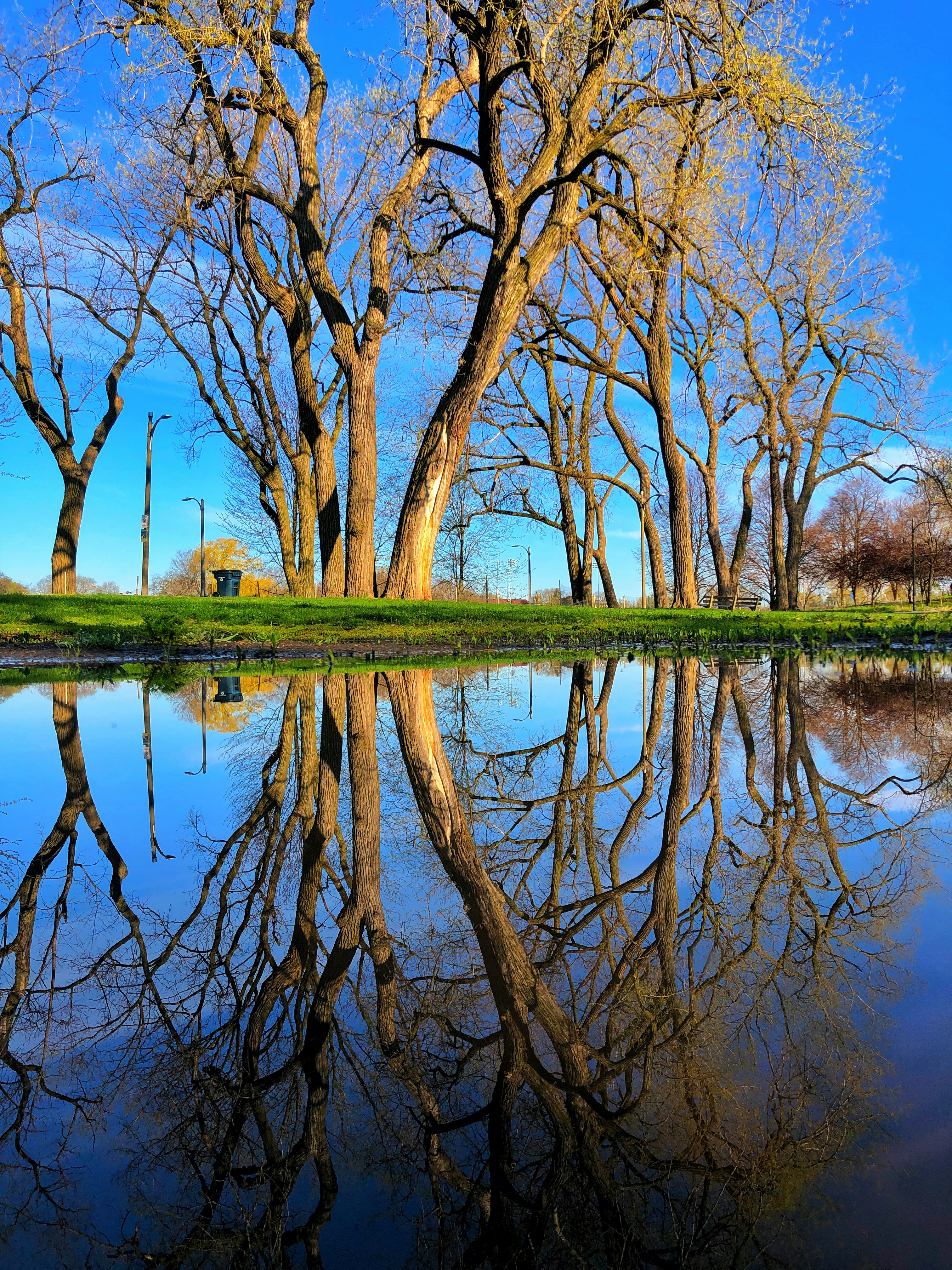 brown trees beside river during daytime