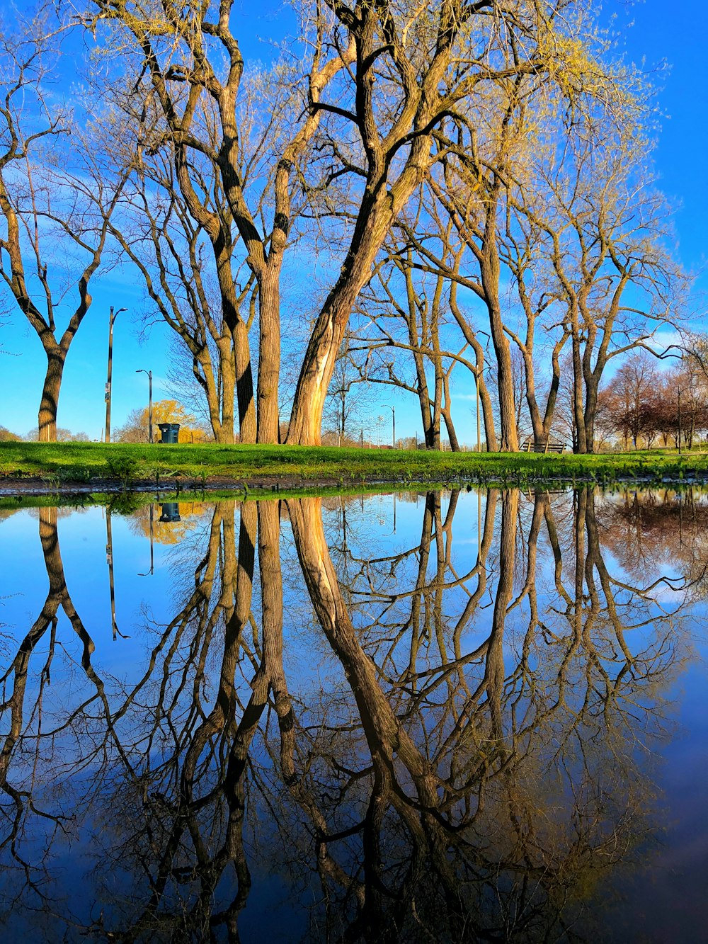 braune Bäume am Fluss während des Tages