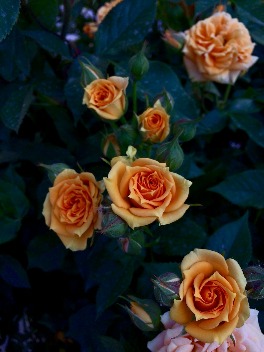 pink roses in bloom during daytime