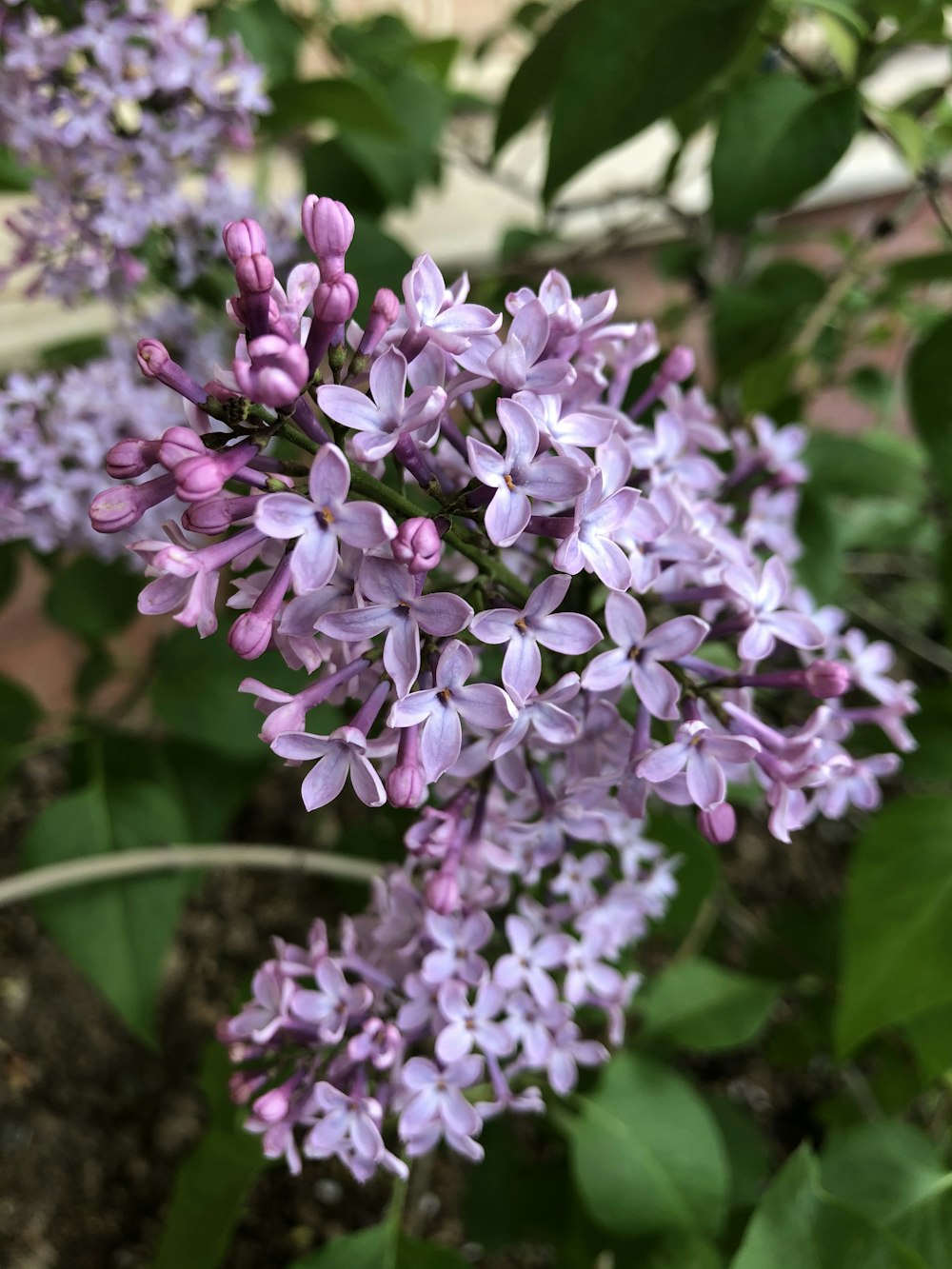 purple and white flower in tilt shift lens