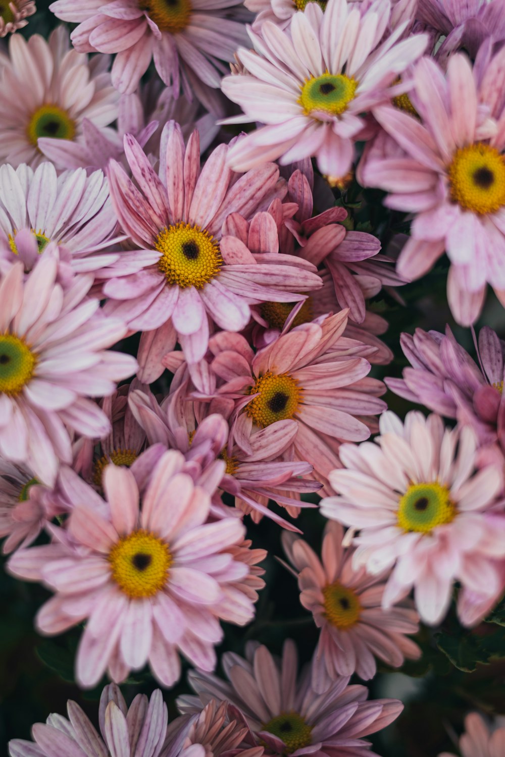 pink and white flowers in macro lens