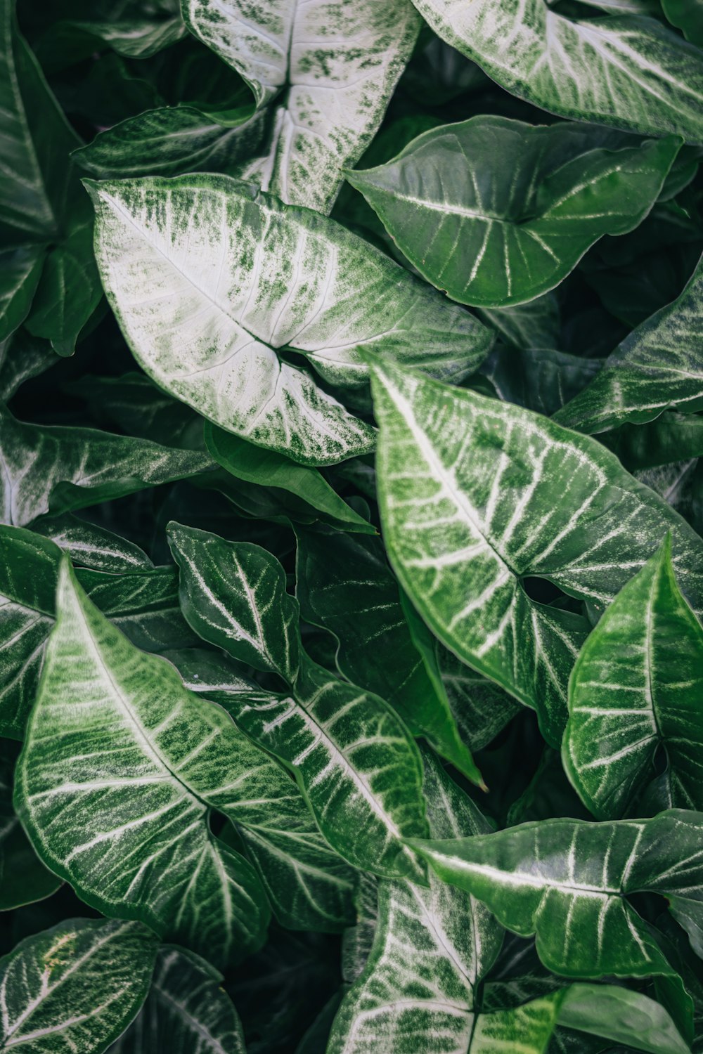 green and white leaf plant