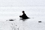 A hippo partially submerged in water with its mouth wide open, creating a striking silhouette against the calm surface of the water. There are a few other hippos with only their heads visible, scattered around. Tall grasses or reeds can be seen in the foreground, suggesting a natural habitat.