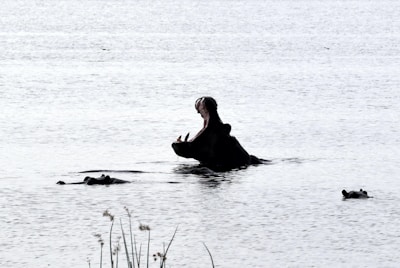 A hippo partially submerged in water with its mouth wide open, creating a striking silhouette against the calm surface of the water. There are a few other hippos with only their heads visible, scattered around. Tall grasses or reeds can be seen in the foreground, suggesting a natural habitat.