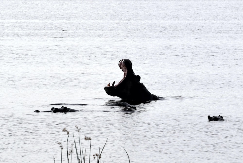 black seal on water during daytime