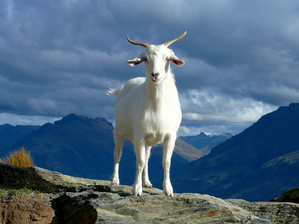 vache blanche sur un champ d’herbe verte sous des nuages blancs et un ciel bleu pendant la journée