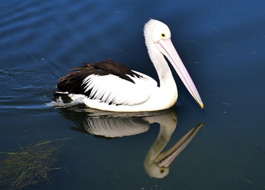 white pelican on water during daytime in Cairns Australia