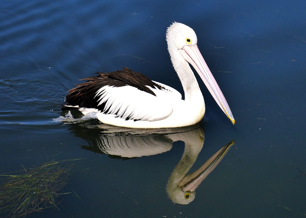 white pelican on water during daytime