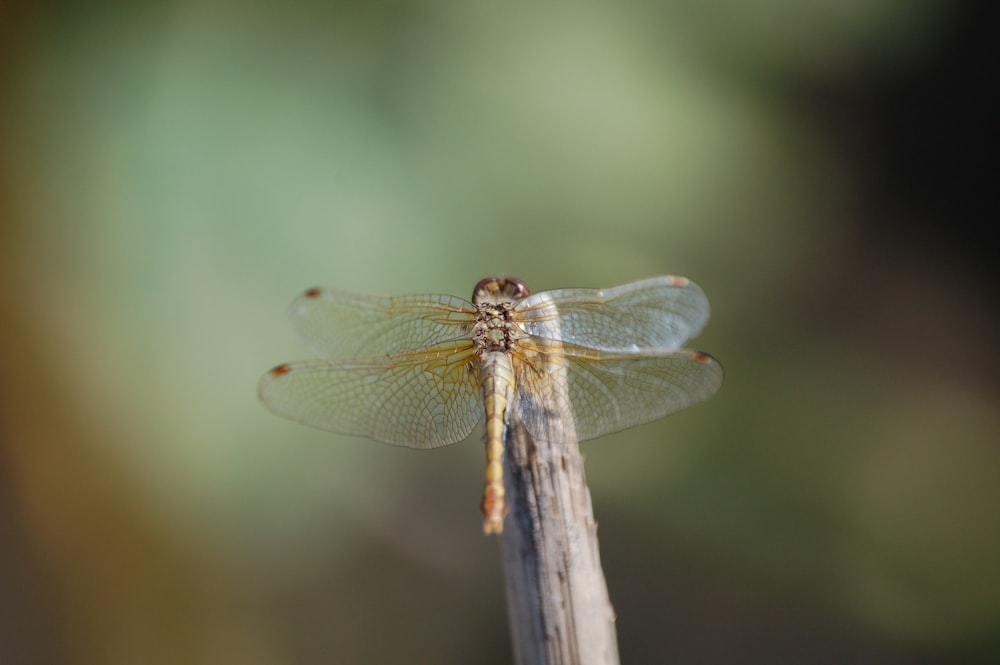 blue and white dragonfly perched on brown wooden stick in close up photography during daytime
