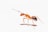 brown ant on white surface