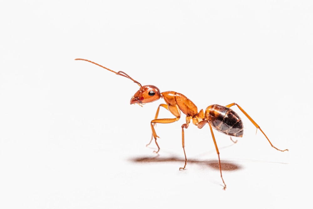 formica marrone su superficie bianca