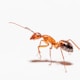 brown ant on white surface