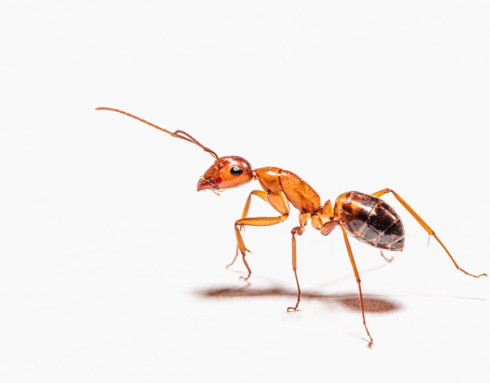 brown ant on white surface