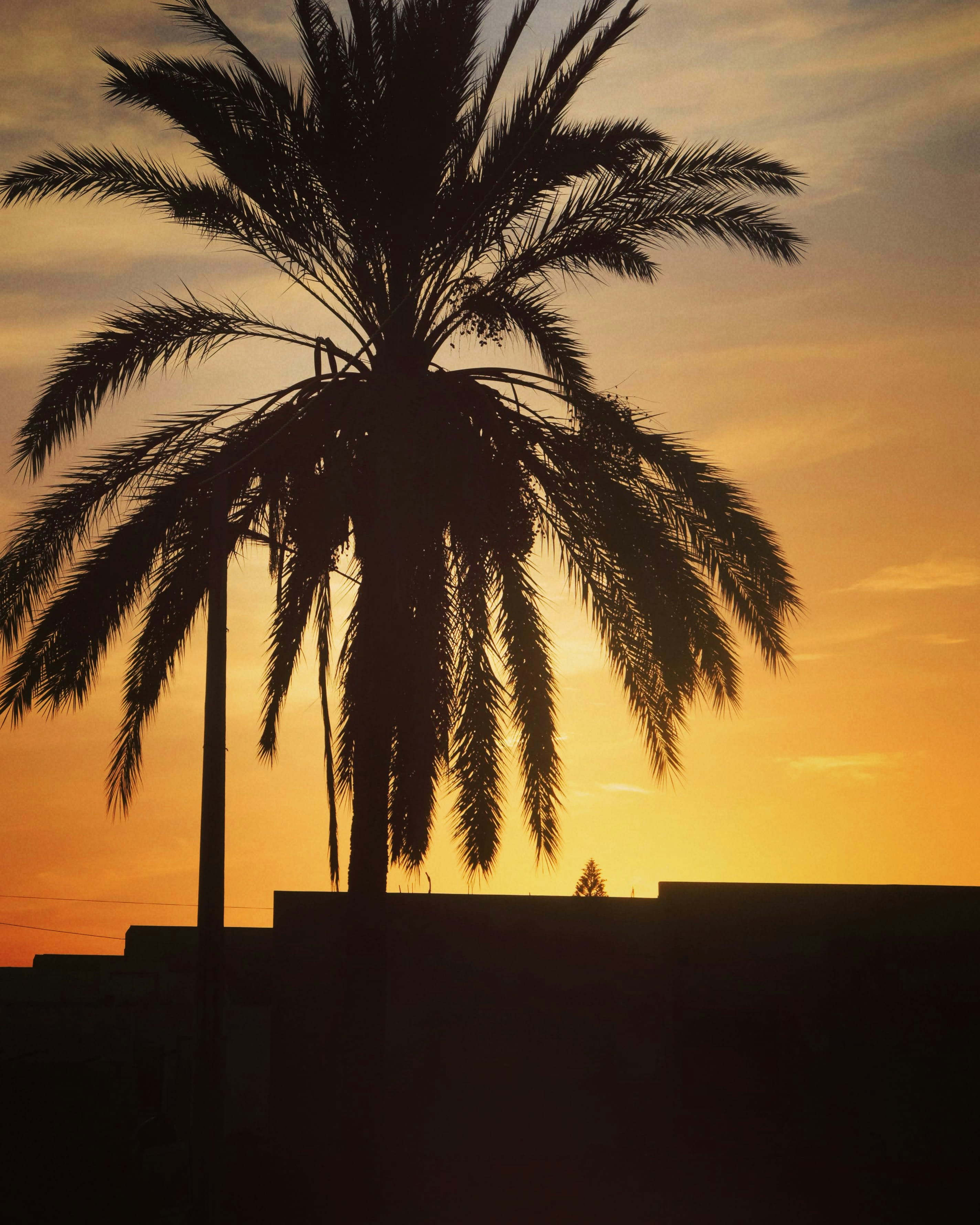 日没時のヤシの木のシルエットの写真 Unsplashで見つける自然の無料写真