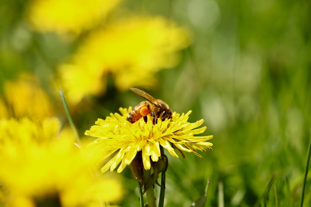 yellow and black bee on yellow flower