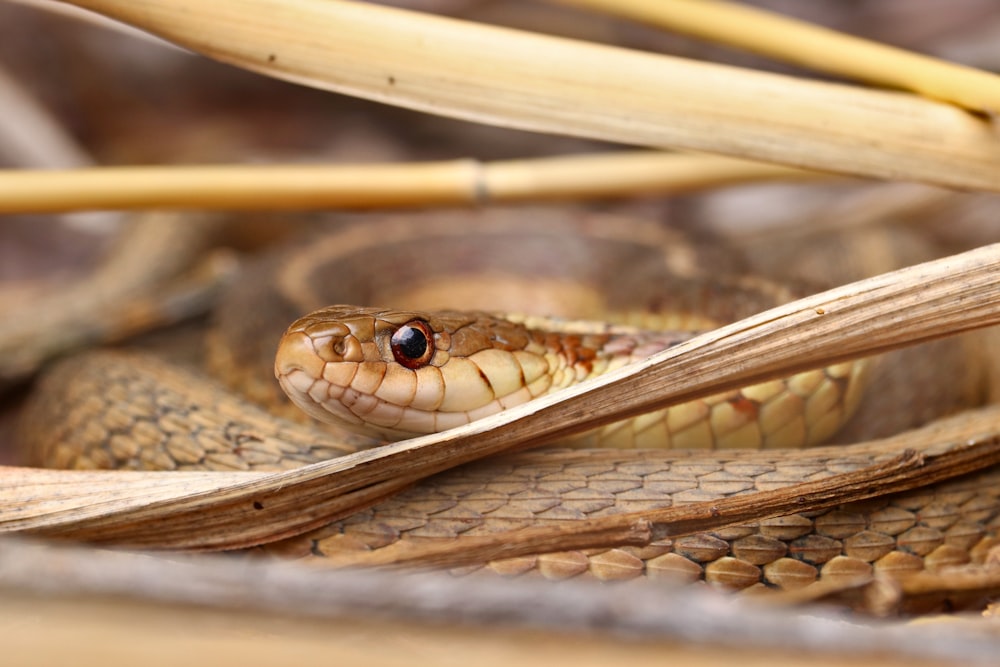 black and brown snake in close up photography