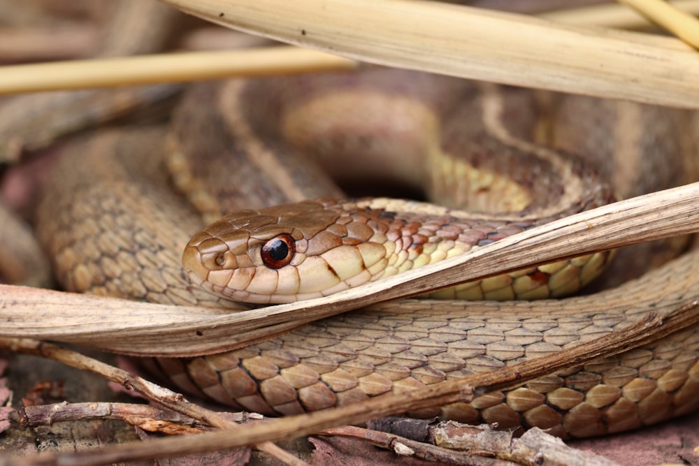 black and brown snake on brown wooden surface