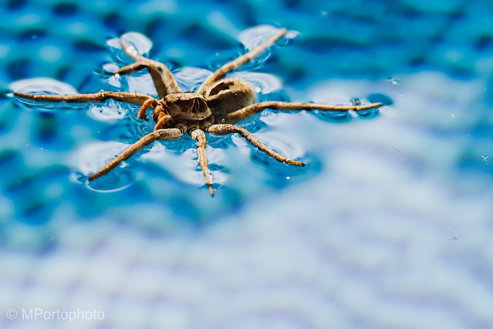 brown spider on white and blue textile