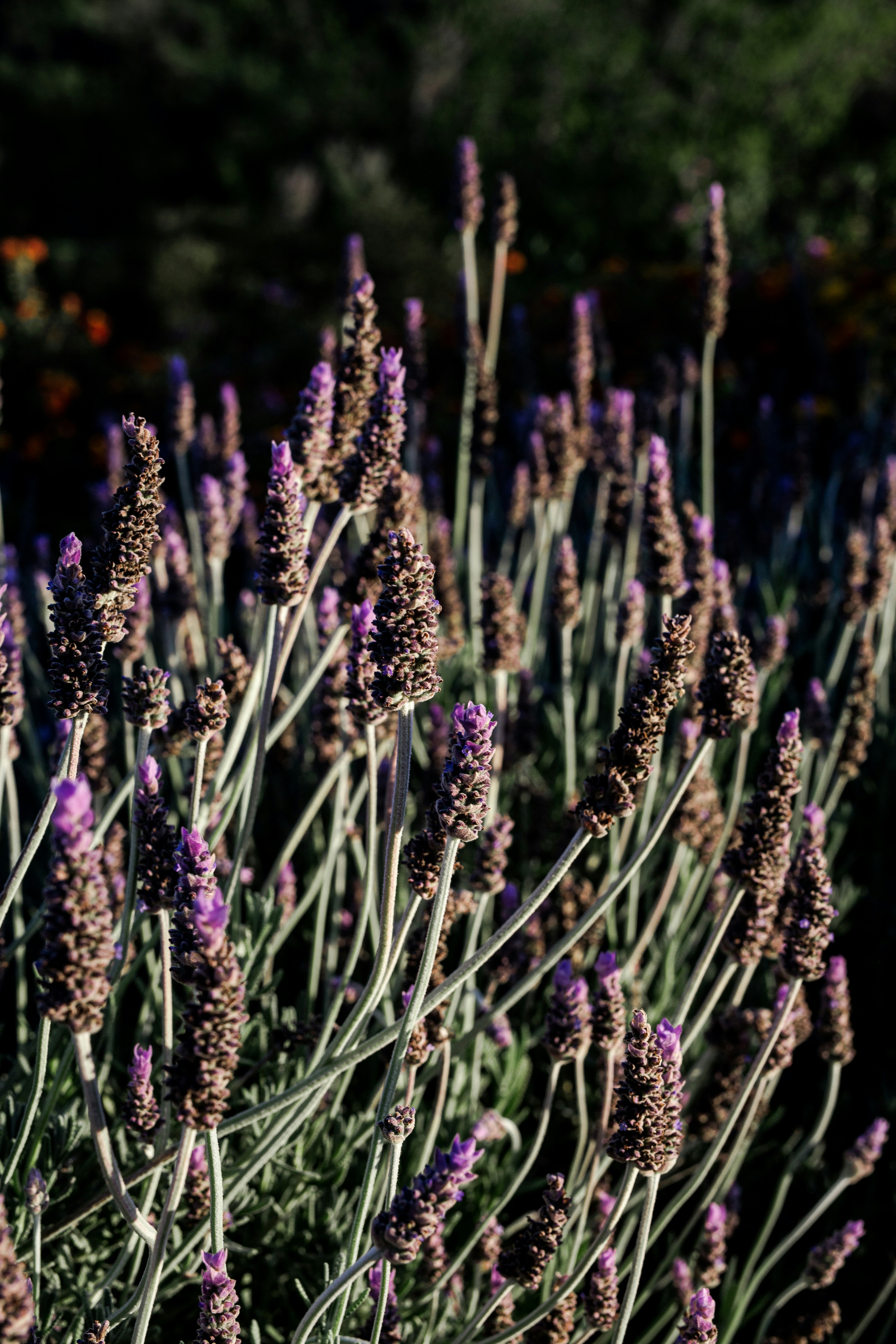 Photo by donovan_valdivia