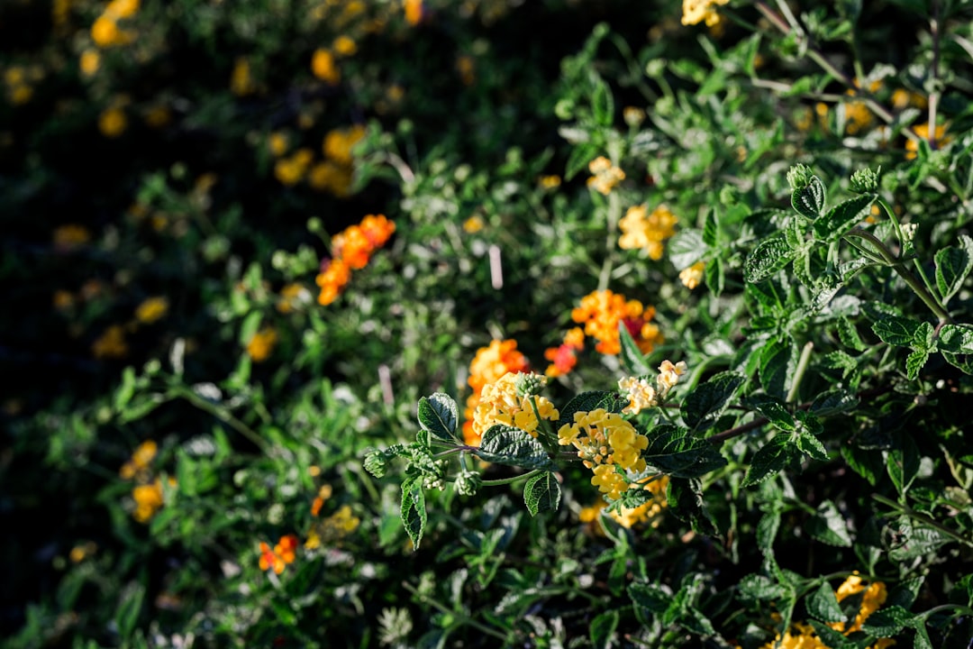 yellow flowers with green leaves