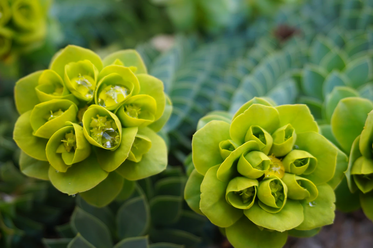 Euphorbia Succulent African Milk Tree India — Cactus Lookalike Guide