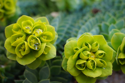 Euphorbia Succulent African Milk Tree India — Cactus Lookalike Guide