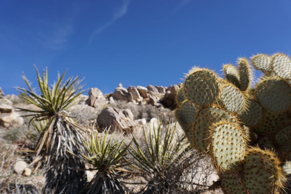 green cactus plant on rocky ground during daytime