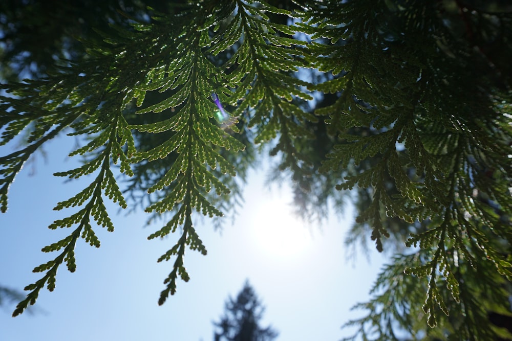 pin vert sous le ciel bleu pendant la journée
