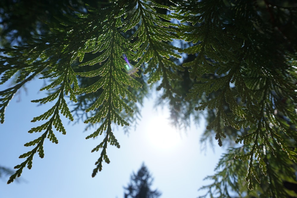 pino verde sotto il cielo blu durante il giorno