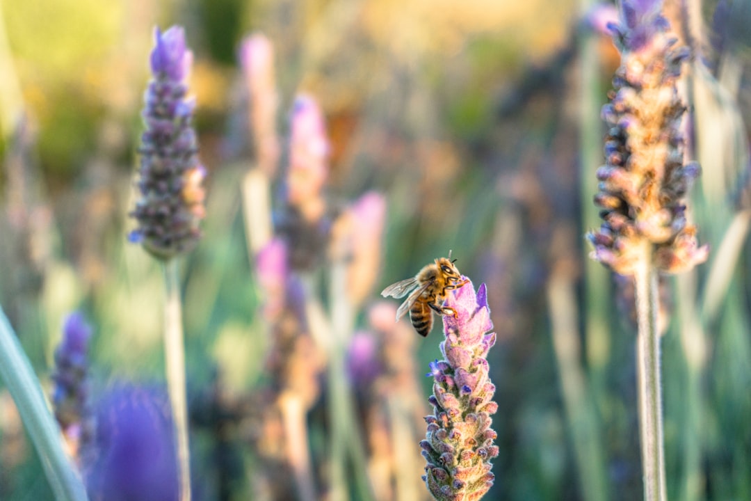 yellow and black bee on purple flower