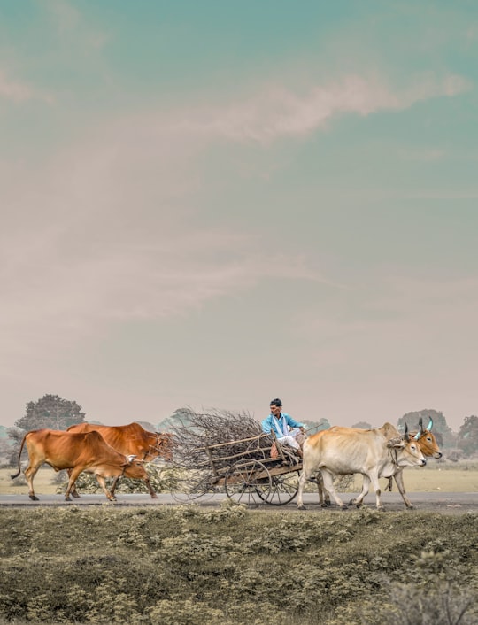 people riding on horse during daytime in Khandwa India