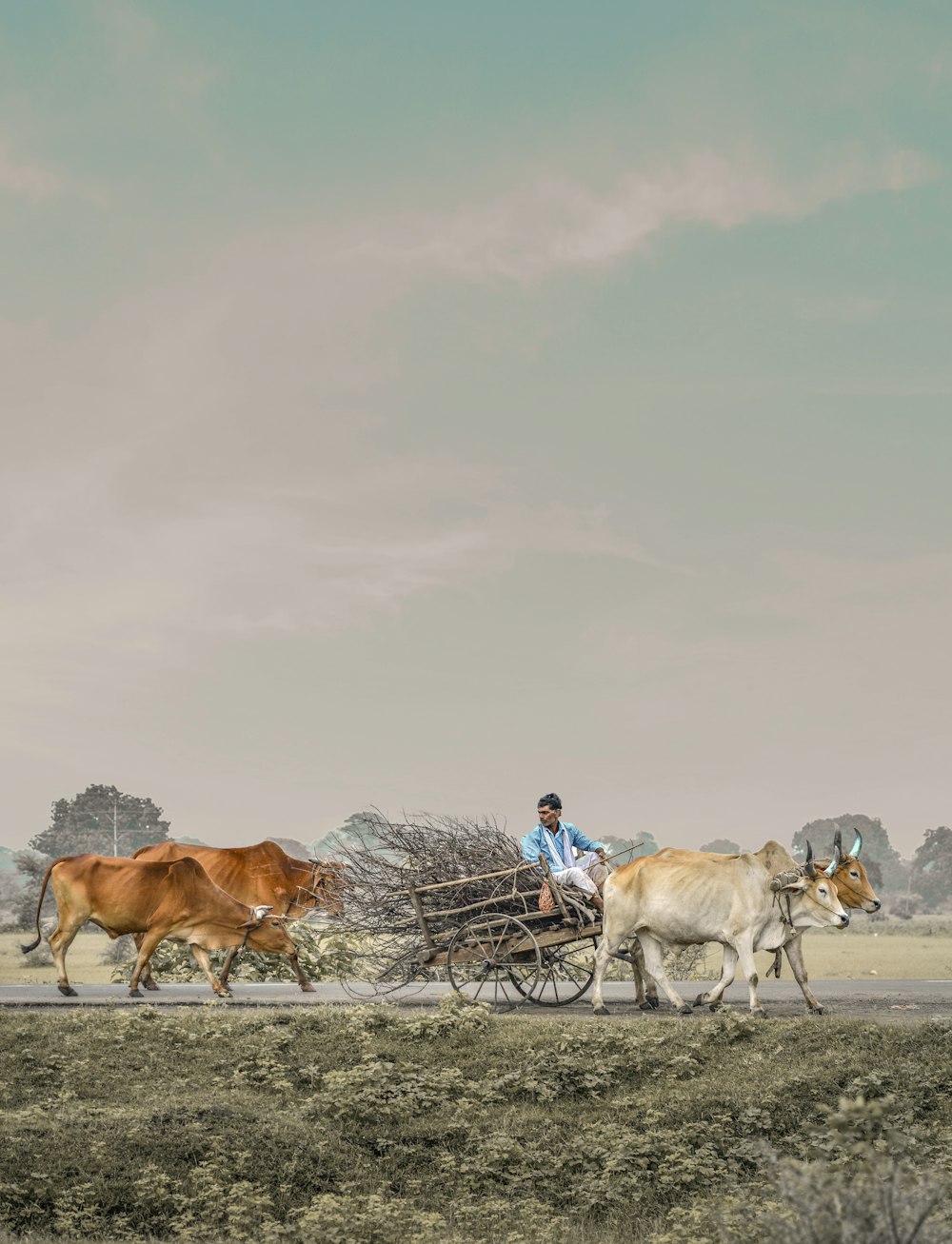 people riding on horse during daytime