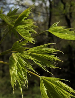 Close-up of fresh green leaves of edible wild plants growing in a natural forest setting