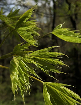 Close-up of fresh green leaves of edible wild plants growing in a natural forest setting