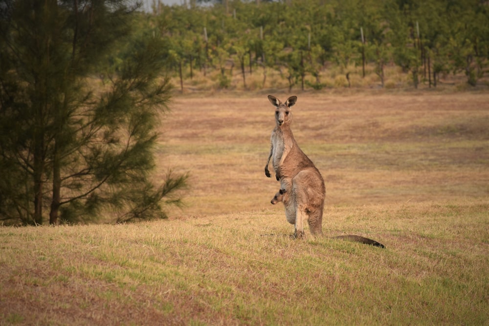 canguru marrom no campo de grama marrom durante o dia