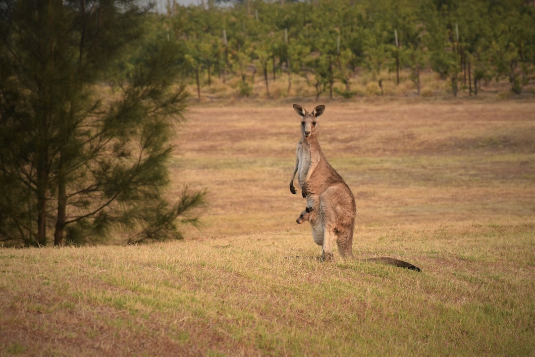  brown kangaroo on brown grass field during daytime kangaroo