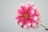 pink and white flower in close up photography