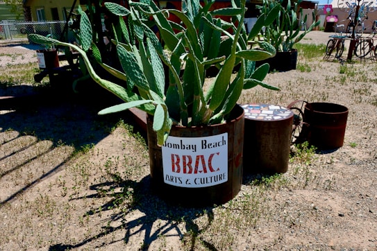 Large cactus plants are planted in metal containers on a sandy ground. A prominent sign on one of the containers reads 'Bombay Beach BBAC Arts & Culture.' There are other artistic installations made of metal in the background.