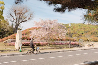 A cyclist riding through Düsseldorf streets lined with blooming cherry trees.