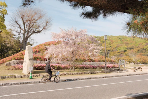 A cyclist riding through Düsseldorf streets lined with blooming cherry trees.