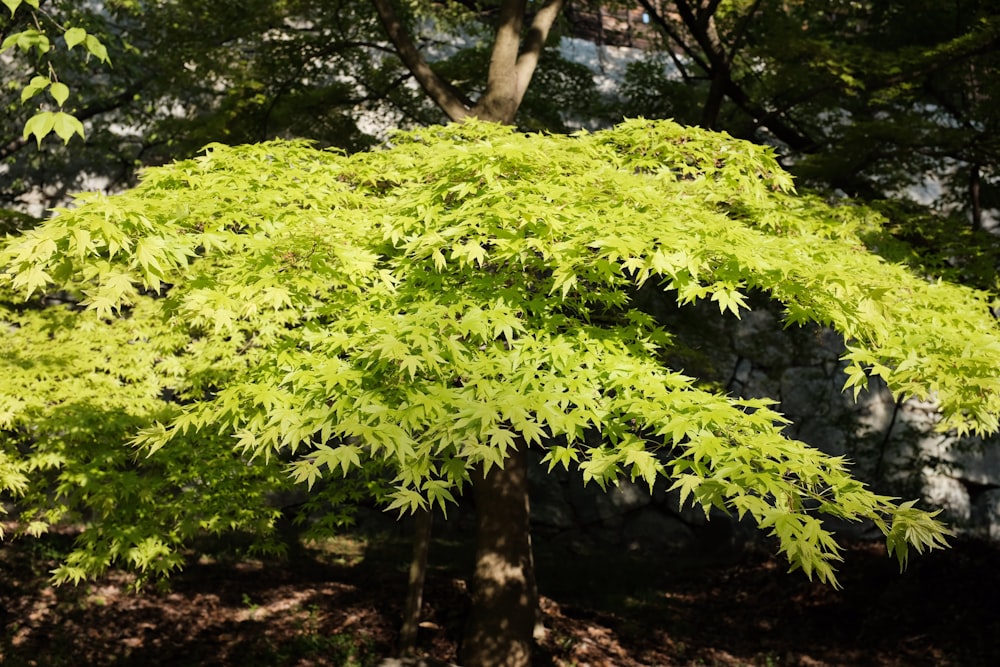 a green tree in the middle of a forest