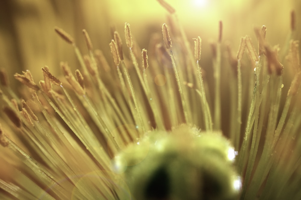 Makrofotografie von grünen Blumen