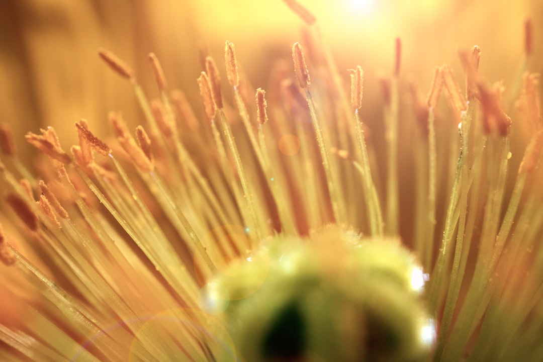 macro photography of green flower