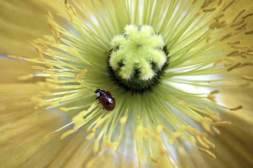 red ladybug perched on yellow flower in close up photography