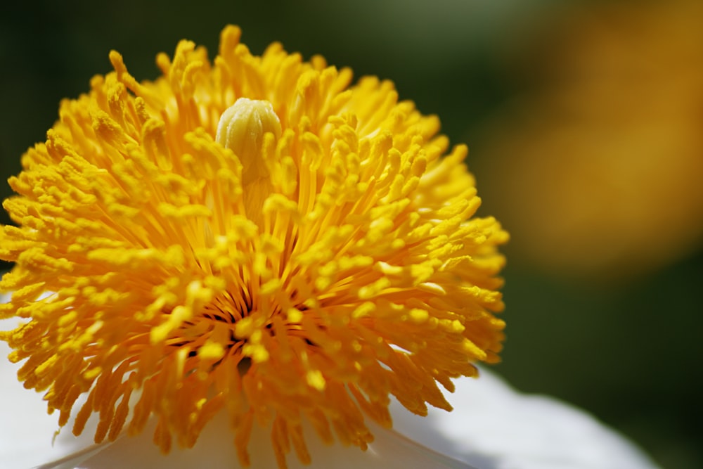 yellow flower in macro lens