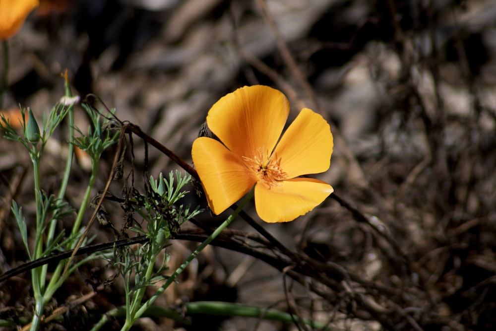 yellow flower in tilt shift lens